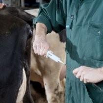 South Waikato Veterinary Services MATING - TWO THINGS TO DO TAILPAINT The use of tailpaint well in advance of mating can not be overstated.