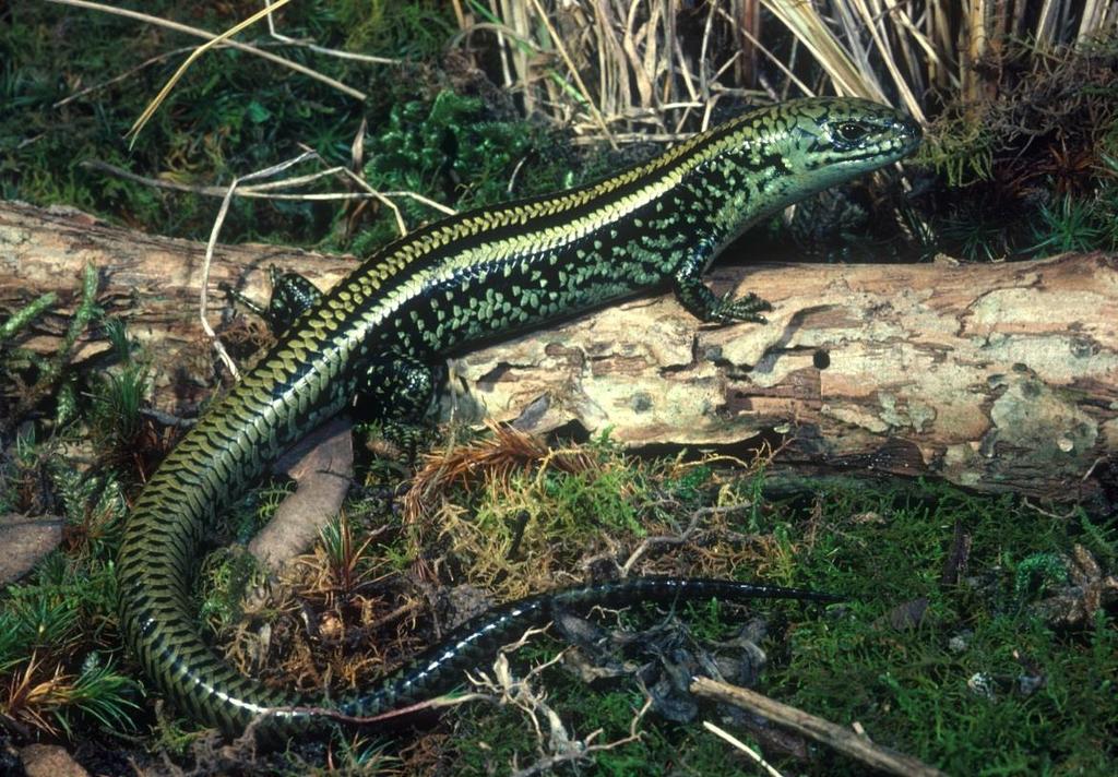 Guidelines for management activities in Swamp Skink habitat on the Mornington Peninsula.