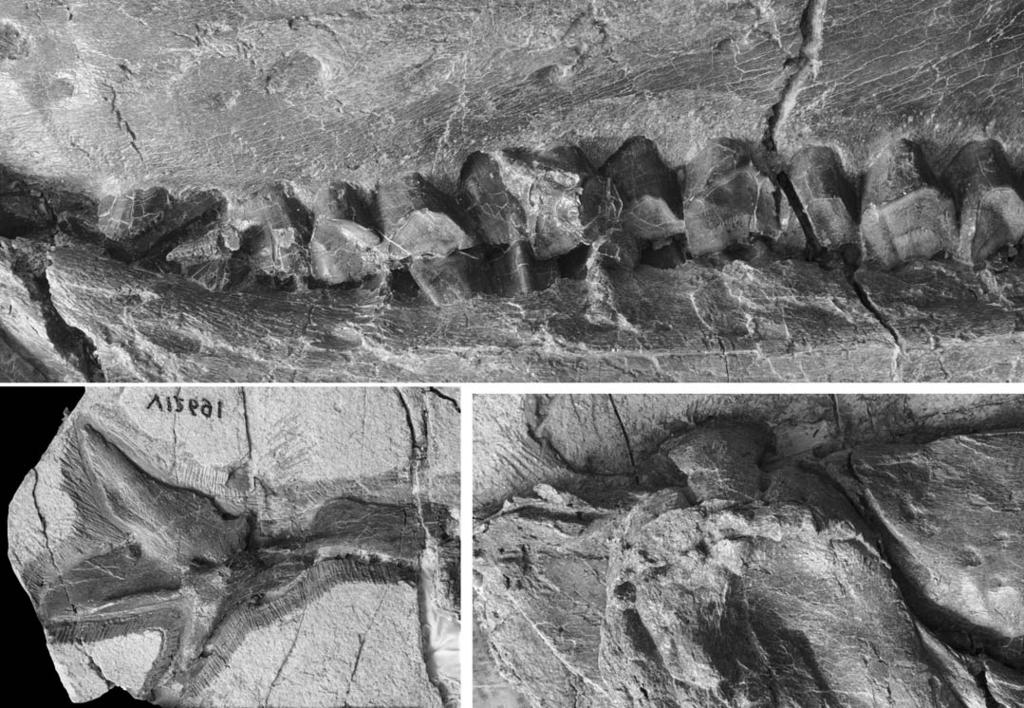 BARRETT ET AL. CRANIAL ANATOMY OF JINZHOUSAURUS 41 right dentary premaxilla left dentary 50 mm ventral process of predentary 50 mm 20 mm Fig. 3.