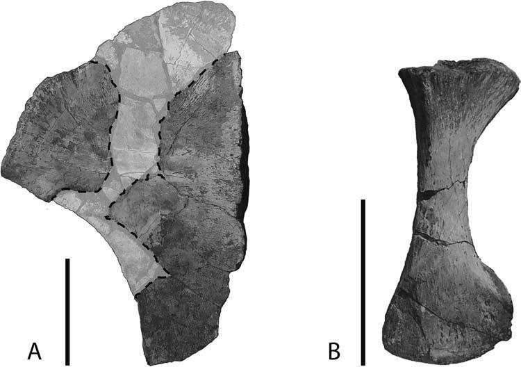 138 P. VINCENT & A. S. SMITH Fig. 3. WM 851.S, Rhomaleosaurus zetlandicus, Toarcian of Whitby, UK. (A) part of the left coracoid. (B) right ilium. Scale bar: 10 cm. Pelvic girdle.