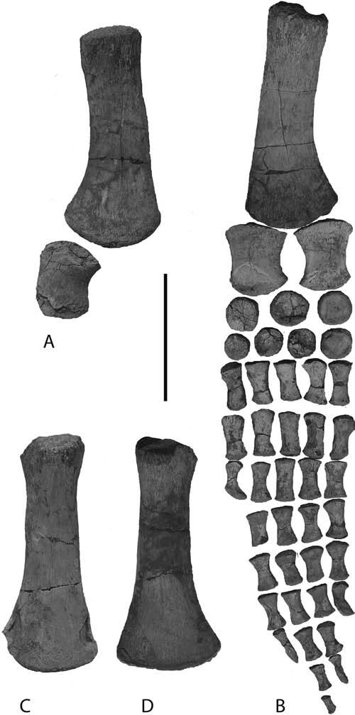 A REDESCRIPTION OF PLESIOSAURUS PROPINQUUS FROM THE LOWER JURASSIC OF YORKSHIRE, ENGLAND 139 851.S indicate that the specimen was close to fully grown at the time of death (sensu Brown 1981).