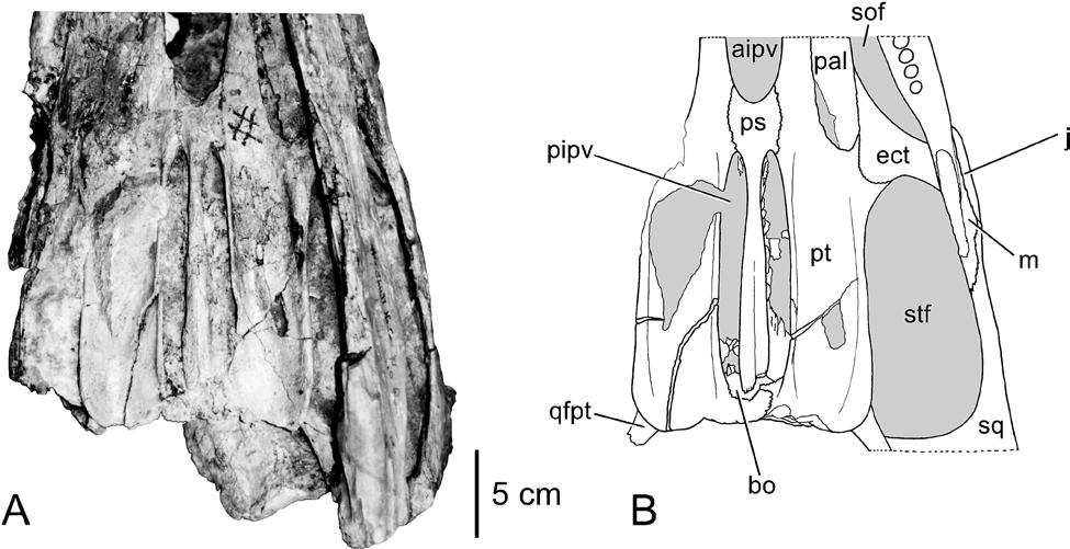 FIGURE 5. Paratype skull of Trinacromerum bentonianum, USNM 10946; photograph (A) with interpretive drawing (B); mandible is omitted in drawing.
