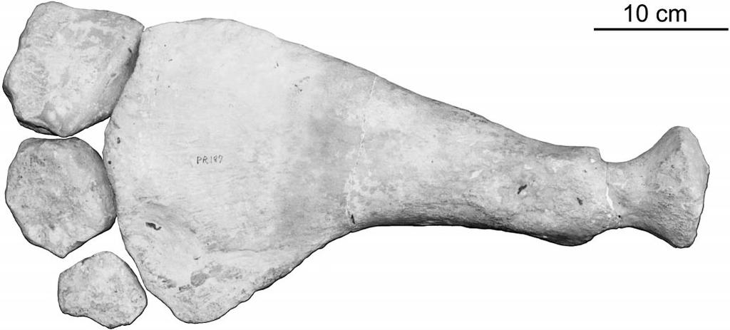 FIGURE 8. Left humerus of the FMNH specimen of Polycotylus latipinnis, PR 187, in dorsal aspect.