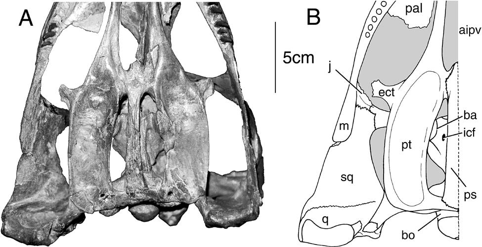 FIGURE 1. Palate of Dolichorhynchops osborni, FHSM VP404; photograph (A) with interpretive drawing (B). For anatomical abbreviations see Appendix 1.