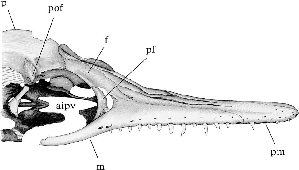 FIGURE 3. Skull roof of Dolichorhynchops osborni, MCZ 1064.