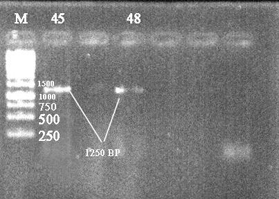 M-Molecular marker (250bp) Fig.