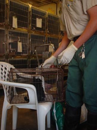 Typical cat cleaning procedure Remove cat from cage Place in temporary