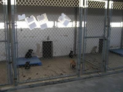 adjacent cages: