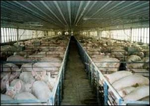 All-in / all-out housing Widely used in livestock production Reduces disease transmission and stress All animals moved in around the