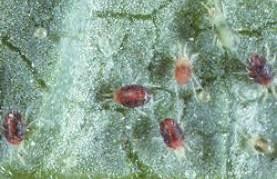 Those cells then turn yellow, and on many plants the damage caused by the mites can be seen on the upper surface of the leaf as small white yellow spots.