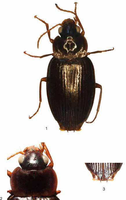 BAEHR: A new species of Dolichoctis from New Britain (Papua New Guinea) (CARABIDAE) 3 mose; terminal abdominal sternum in males bisetose, in females quadrisetose; male genital ring convexly