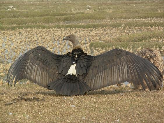 vulture, top right slender-billed