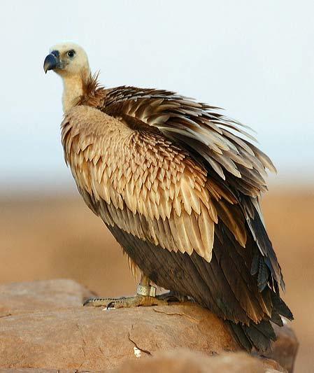 griffon vulture, bottom left Himalayan