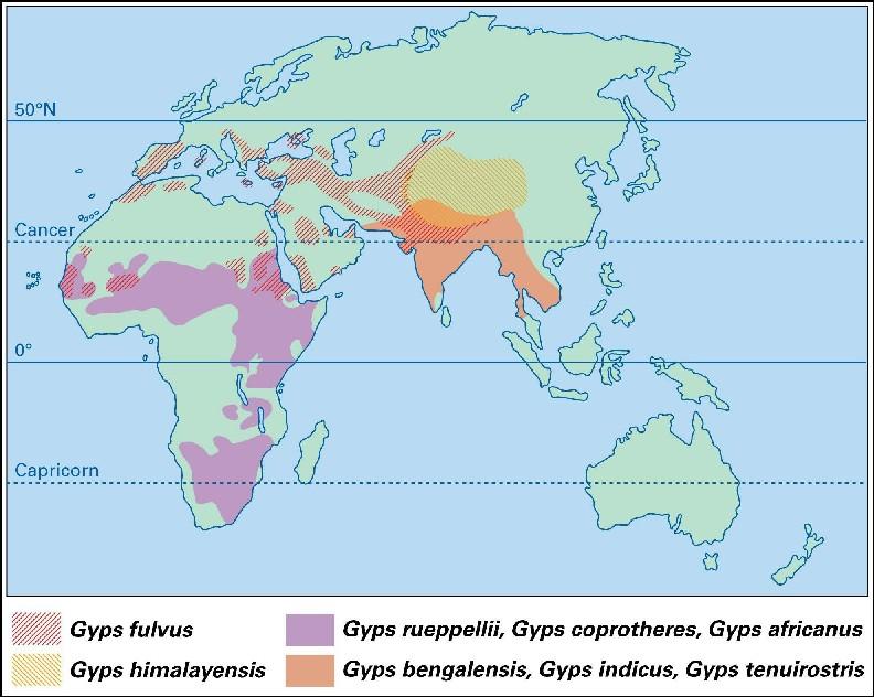 Appendix 3 Range map for the eight species of Gyps vulture indicating the geographic distribution of the three Critically Endangered resident species in Asia (Gyps bengalensis,