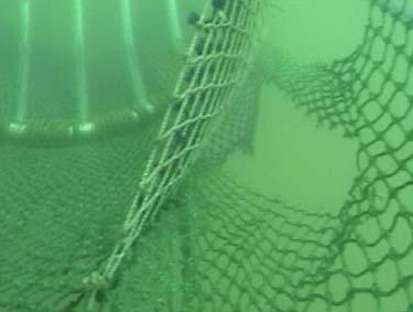 Figure three demonstrates the purpose of the outer square mesh panels. The images were taken in a trawl behind the TED and BRD looking forward.