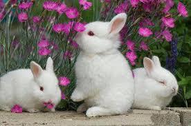 Mt Hood Rabbit Breeders Association of Hood River, Oregon present: Bunnies and Blossoms Double Open, Single Youth All-Breed Rabbit Shows plus an Angora Specialty Show on Saturday, April 21, 2018