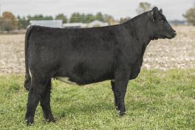 Maine-Anjou and MaineTainer Dream Girls CK RAPID RIVER 34A Reg. 50.