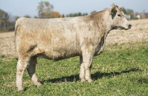- Sired by the Champion Charolais Sire, Kodiak, and double-clean by pedigree - Awesome neck and shoulder with shocking width and great, silver hair - She ll be so easy to hook up for big color and