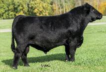 MARTIN LIVESTOCK BUY BACK COMMITMENT Breed Back Offer Martin Livestock will offer semen to breed your female back for next year to ANY bull Martin Livestock owns or owns interest in.
