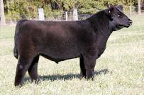 She looks and performs as well as ever and she keeps delivering the profitable, buzz-worthy calves that a truly great donor should.