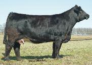1/21 to Whizard (sexed female) PE 6/21-8/10 to Adrenaline A royally bred, purebred Simmental beauty from the famous Sheza Star line, this cow is an impressive young one with lots of versatility and