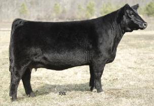 combination with A Step Up. This amazing cow was our $48,000 purchase last fall and she is the dam of the $38,000-valued top bred heifer of our 2013 sale to Pettigrew Farms, IN.