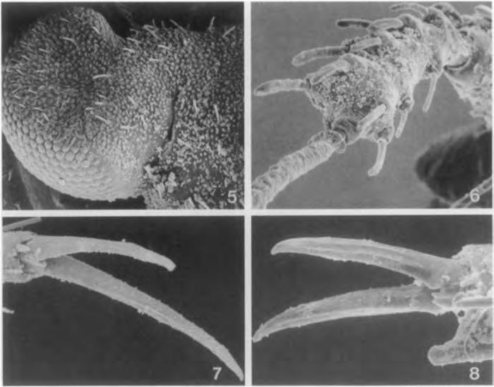 1994 NEW SPECIES OF LEOTICHIUS 369 Figs. 5-8. Saning micrographs, L. shiva. 5. Dorso-frontal view of left side of head, fifth instar nymph. 6. Antennal segments 3 and 4. 7.
