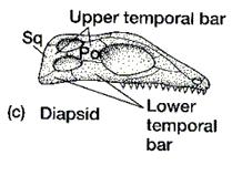 Reptile Skulls Except for turtles, all reptiles have two temporal openings in the