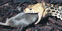 Order Squamata Most successful/diversified of living reptiles.
