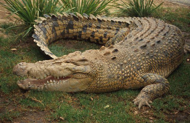 alligators, & caimans Largest of the living reptiles