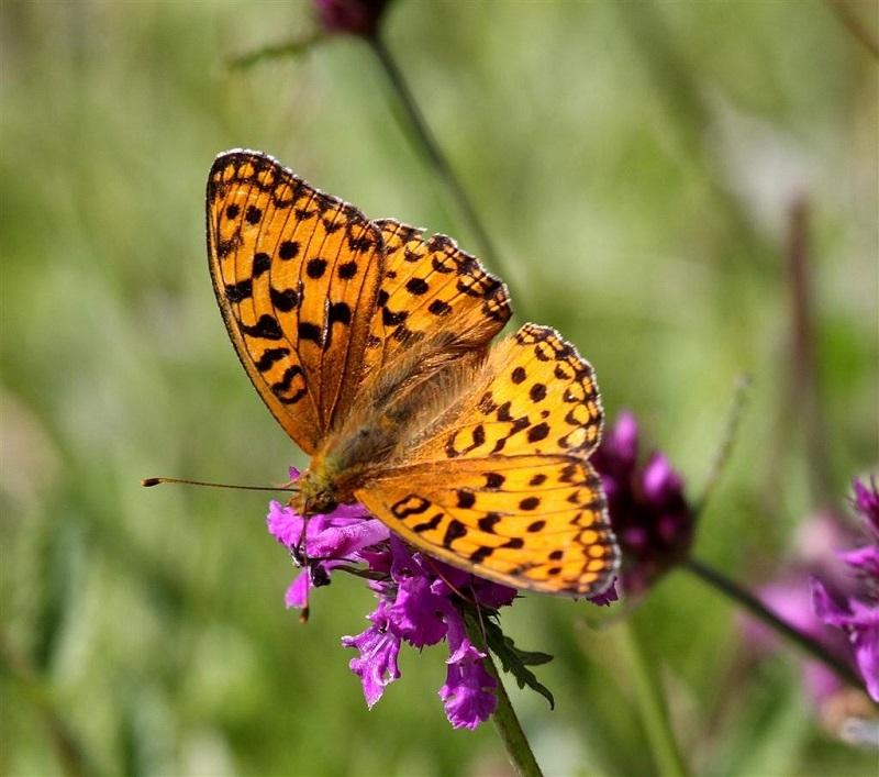 Image Credit: Michael Foley 9. The High Brown Fritillary This large butterfly is becoming increasingly rare to the point almost of extinction.