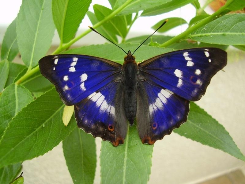 Image Credit: devonbutterflies.co.uk 10. The Purple Emperor Another extremely rare UK butterfly is the Purple Emperor.
