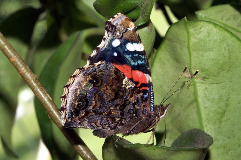 Image Credit: ukbutterflies.co.uk 1. The Red Admiral One of the UK s more common butterflies you might even spot one in the winter if it s mild.