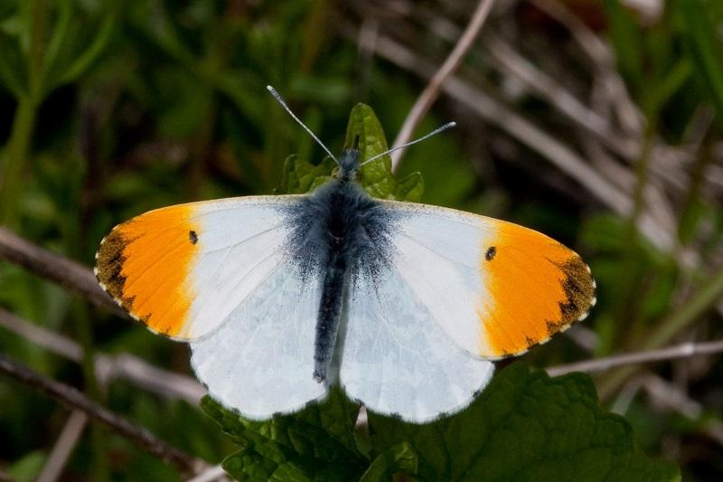 Image Credit: blogs.reading.ac.uk 3. The Orange-Tip Well the clue is partly in the name here with this spring butterfly.