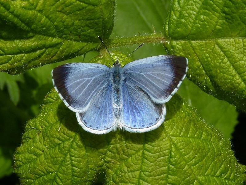 Image Credit: UK Butterflies 4.