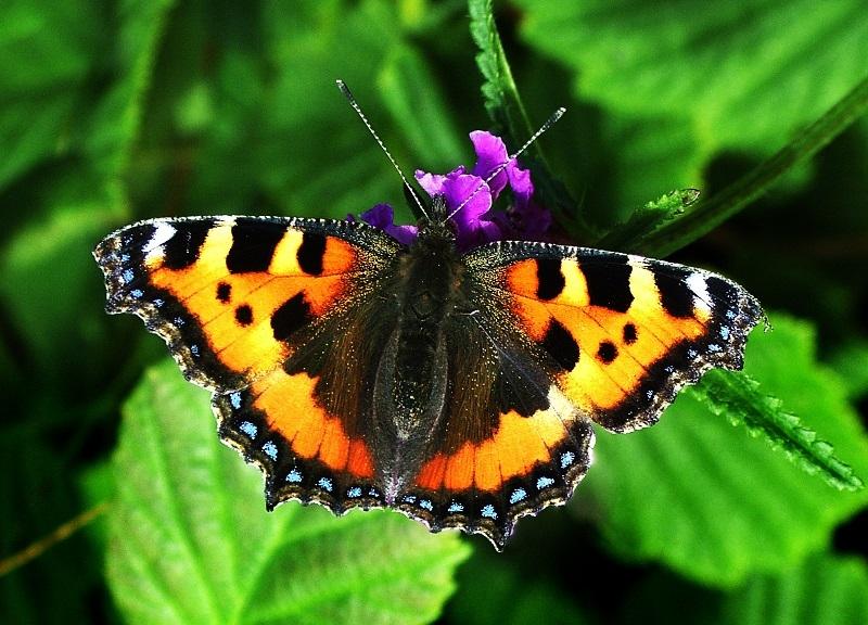 Credit Image: cumbria-butterflies.org.uk 6.