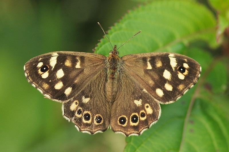 Image Credit: photographyobsession.co.uk 7. The Speckled Wood This subtly coloured butterfly is predominantly brown with the brown getting darker towards the outside edges of the wings.