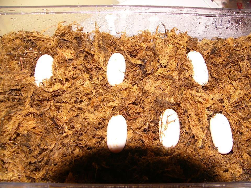 121 122 123 Figure 1: The six Indo-Chinese rat snake (Ptyas korros) eggs described