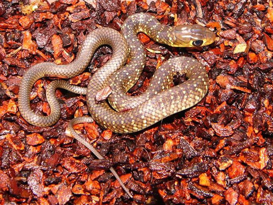 125 126 127 Figure 2: One of the Indo-Chinese rat snake (Ptyas
