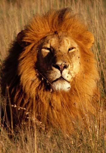 Adaptation Applications: Lions What is the purpose of the mane on a