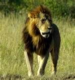 A thick mane helps the male to appear larger and serves as protection