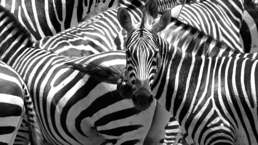 Animal Applications: Zebras How do zebras defend