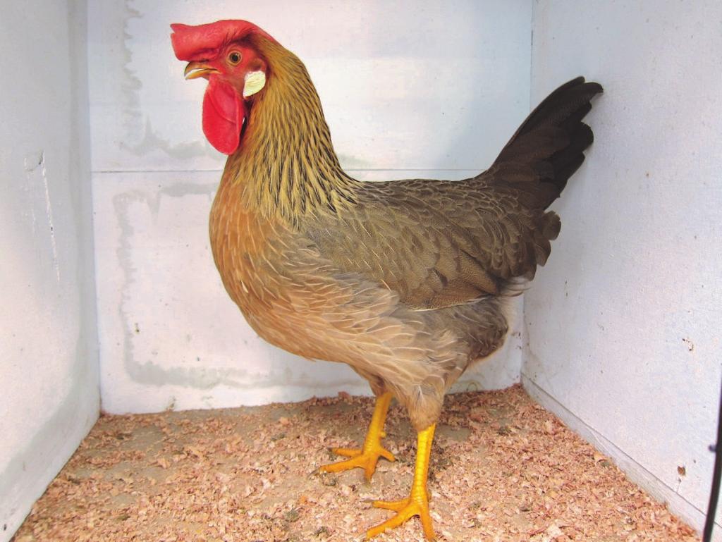 The Leghorn By Jerrod Oliver A brown Leghorn hen The Leghorn breed is classified as a softfeather variety, a light breed of fowl, a white egg layer and a non-broody.