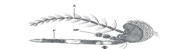 Figure 3.10 Morphological features for the adult Culex tritaeniorhynchus mosquito identification.