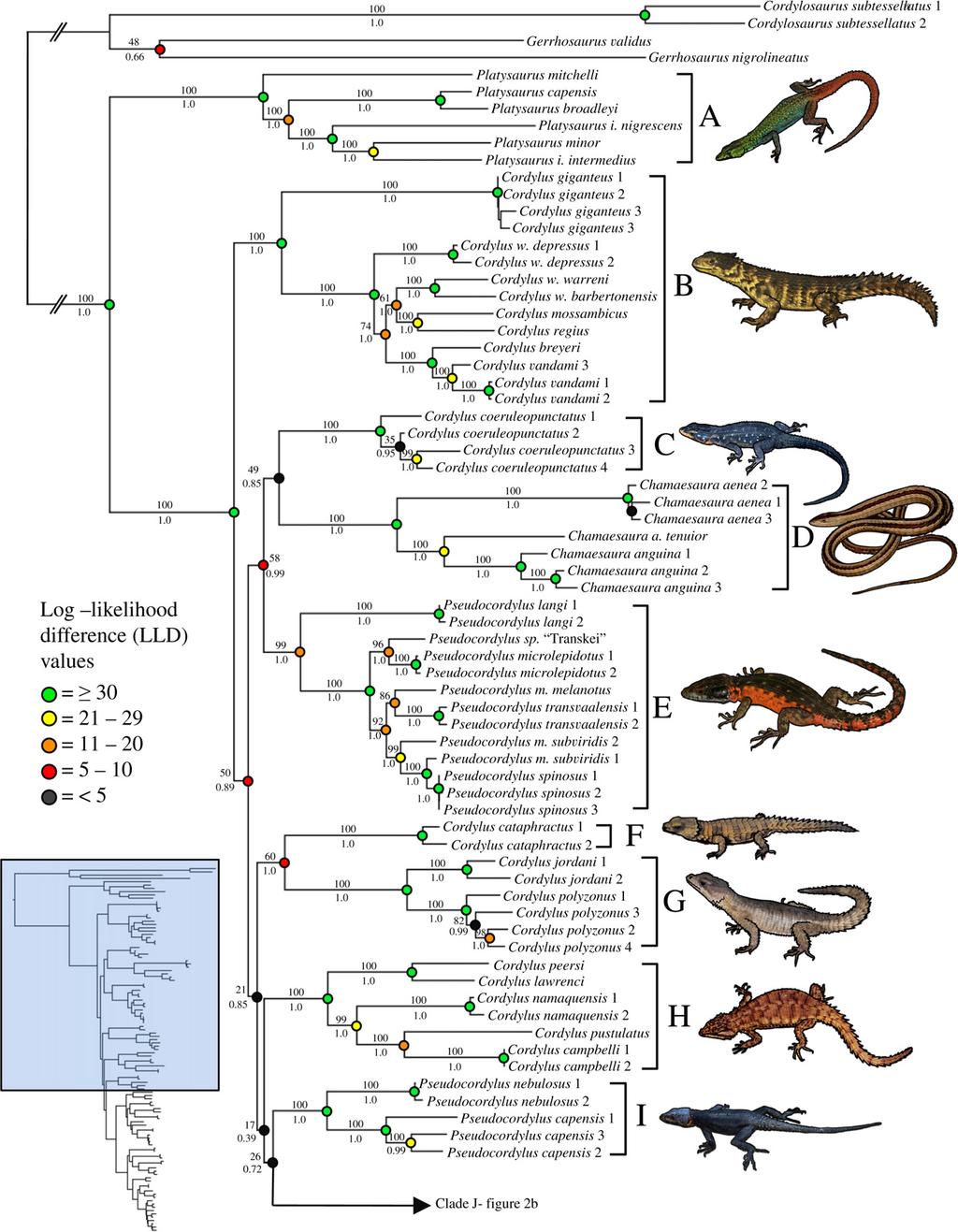 60 E.L. Stanley et al. / Moleular Phylogenetis and Evolution 58 (2011) 53 70 Fig. 2a. Maximum likelihood phylogram of the Cordylidae, based on a onatenated dataset of six genes.