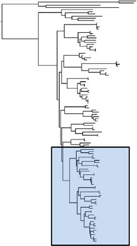 E.L. Stanley et al. / Moleular Phylogenetis and Evolution 58 (2011) 53 70 61 Clades A I, figure 2a Log likelihood differene (LLD) values = 30 = 21 29 = 11 20 = 5 10 = < 5 1.0 Cordylus vittifer 1 1.