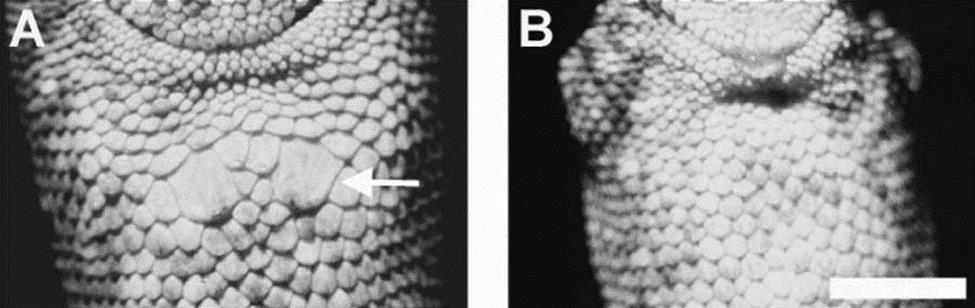 Figure 1 - Postanal scales on Anole lizards are shown above.