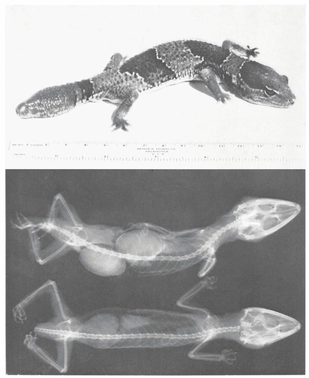 ZOOLOGISCHE MEDEDELINGEN 47 07) PL. 1 Top fig. Photograph of a live male of Hemitheconyx caudicinctus. (Ruler with centimetres towards animal, inches towards viewer). Bottom fig.