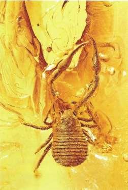 Pseudoscorpion (Arachnida: