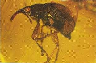 (Coleoptera: Mordellidae)